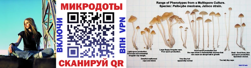 наркотики  Юрьевец  Псилоцибиновые грибы Cubensis 